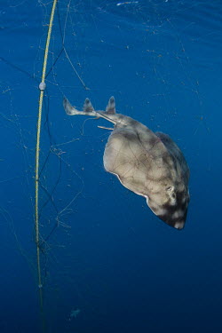 A banded guitarfish continues to swim furiously downwards as the gillnet that it is entangled in, is pulled from the water. bycatch,Zapteryx exasperata,Striped guitarfish,Cartilaginous Fishes,Chondrichthyes,Chordates,Chordata,True rays and Skates,Rajiformes,prickly skate,mottled guitarfish,Banded guitarfish,Guitarra Rayada