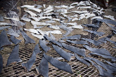 Shark fins are expensive commodities in asian culture, but the fins are far more valuable on a living shark maintaining a healthy ocean. Endangered Species,Ocean,Shark,Shark Fin Industry,Shark fin soup,fins,fish,fishermen,fishing,shark fins