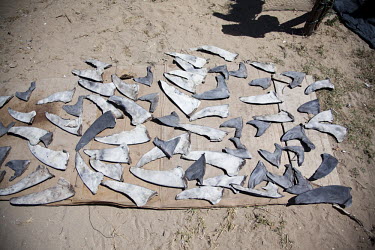 These fins drying on the ground are only a few dozen of the thousands of fins drying and stacked up for sale nearby. Endangered Species,Ocean,Shark,Shark Fin Industry,Shark fin soup,fins,fish,fishermen,fishing,shark fins