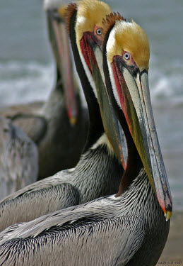 Three pelicans line up on the beach of Puerto Lobos, Sonora, Mexico