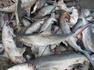 Tiburon martilo (Sphyrna spp.) taken onboard in a fishing vessel in San Felipe, Baja California, Mexico.  This is one of the main fisheries in this area.