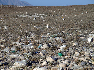 Isla Patos and the arriving trash and plastic debris.