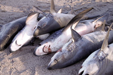 Shark Fishery in the Gulf of California, Mexico.