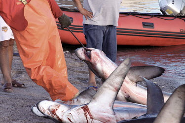 Shark Fishery in the Gulf of California, Mexico.