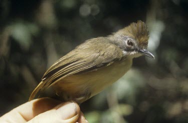 Short-tailed babbler being held for identification Adult,malaccensis,Terrestrial,Flying,Chordata,Animalia,Sub-tropical,Near Threatened,Malacocincla,Passeriformes,Grassland,Asia,Timaliidae,Aves,IUCN Red List