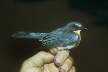 Palawan blue-flycatcher being held for identification Adult,Chordata,Cyornis,Muscicapidae,Asia,Rainforest,Sub-tropical,Aves,Arboreal,Flying,Animalia,Carnivorous,Near Threatened,lemprieri,Passeriformes,IUCN Red List