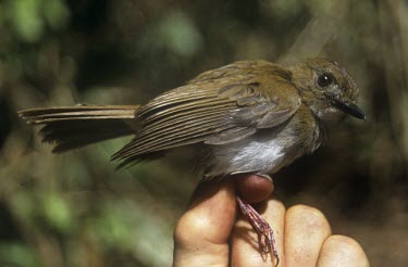 Grey-chested jungle-flycatcher being held for identification Adult,Passeriformes,umbratilis,Aves,Broadleaved,Rhinomyias,Flying,Animalia,Chordata,Asia,Carnivorous,Terrestrial,Near Threatened,Muscicapidae,IUCN Red List