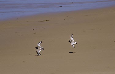 Two hooded plovers in flight over beach Flying,Species in habitat shot,Locomotion,Habitat,Ciconiiformes,Herons Ibises Storks and Vultures,Chordates,Chordata,Charadriidae,Lapwings, Plovers,Aves,Birds,Omnivorous,Thinornis,Animalia,Vulnerable,