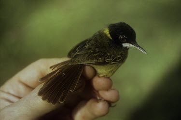 Yellow-breasted tailorbird being held for identification Adult,Wetlands,Flying,Forest,samarensis,Aquatic,Sylviidae,Chordata,Aves,Terrestrial,Asia,Passeriformes,Near Threatened,Animalia,Orthotomus,Sub-tropical,Fresh water,IUCN Red List