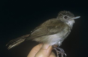 Sooty-capped babbler being held for identification Adult,Malacopteron,Arboreal,Animalia,Agricultural,Passeriformes,Tropical,Timaliidae,Wetlands,Carnivorous,affine,Flying,Near Threatened,Aves,Asia,Sub-tropical,Chordata,IUCN Red List
