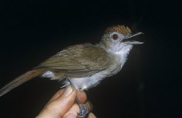 Rufous-crowned babbler being held for identification Adult,Passeriformes,Timaliidae,Terrestrial,Aves,Malacopteron,Asia,magnum,Chordata,Sub-tropical,Scrub,Flying,Near Threatened,Animalia,IUCN Red List