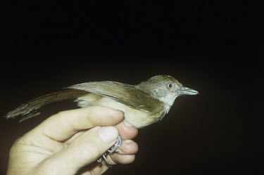 Melodious babbler being held for identification Adult,Animalia,Passeriformes,Timaliidae,Sub-tropical,Aves,palawanense,Chordata,Near Threatened,Malacopteron,Omnivorous,Arboreal,Asia,Flying,IUCN Red List