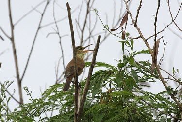 Nightingale reed-warbler on a branch vocalising Adult,Song,What does it sound like ?,Habitat,Species in habitat shot,Passeriformes,Wetlands,Chordata,Terrestrial,Mangrove,Aves,Sylviidae,Tropical,Acrocephalus,Flying,Critically Endangered,Asia,Animali