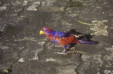 Red-and-blue lory on ground Adult,Endangered,Psittacidae,Chordata,Tropical,Eos,Animalia,Asia,Appendix I,Psittaciformes,histrio,Aves,Omnivorous,Terrestrial,IUCN Red List
