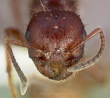 Close up of a workerless inquiline ant specimen Semi-desert,Formicidae,Animalia,Vulnerable,North America,Insecta,Hymenoptera,Terrestrial,Pogonomyrmex,Desert,Rock,Arthropoda,IUCN Red List