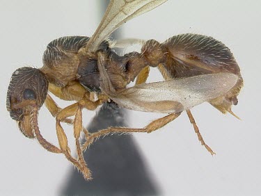 Myrmica hirsuta specimen, side view Formicidae,Europe,Terrestrial,Insecta,Vulnerable,Myrmica,Hymenoptera,Arthropoda,IUCN Red List,Animalia,Omnivorous