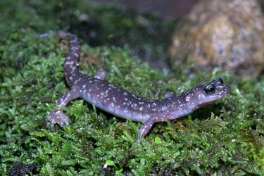 Imperial cave salamander on moss Adult,Temperate,Amphibia,Animalia,Carnivorous,Near Threatened,Chordata,Plethodontidae,Caudata,imperialis,Speleomantes,Europe,Rock,Terrestrial,IUCN Red List