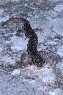 Imperial cave salamander on rock Adult,Temperate,Amphibia,Animalia,Carnivorous,Near Threatened,Chordata,Plethodontidae,Caudata,imperialis,Speleomantes,Europe,Rock,Terrestrial,IUCN Red List