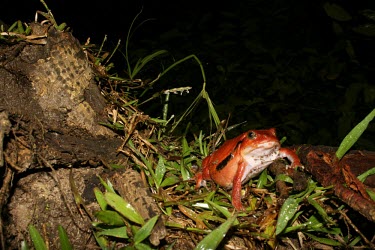 Tomato frog at night, showing habitat Adult,Species in habitat shot,Habitat,Microhylidae,Vulnerable,Africa,Carnivorous,Ponds and lakes,Amphibia,Dyscophus,Animalia,Aquatic,antongilii,Chordata,Terrestrial,Anura,Appendix I,Streams and rivers