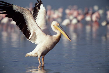 Great white pelican stretching