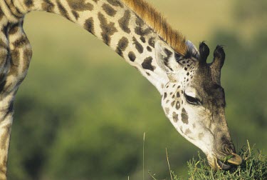 Masai giraffe browsing Feeding behaviour,Feeding,Giraffidae,Chordata,Terrestrial,Africa,Cetartiodactyla,Savannah,Herbivorous,Endangered,camelopardalis,Animalia,Giraffa,Mammalia,Least Concern,IUCN Red List