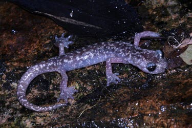 Imperial cave salamander Adult,Temperate,Amphibia,Animalia,Carnivorous,Near Threatened,Chordata,Plethodontidae,Caudata,imperialis,Speleomantes,Europe,Rock,Terrestrial,IUCN Red List