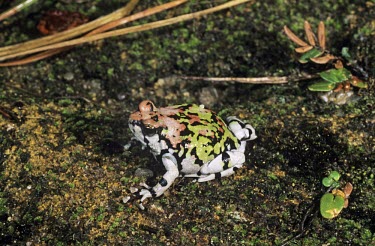 Painted burrowing frog, lateral view Adult,Terrestrial,Temporary water,Animalia,Amphibia,Mountains,Scaphiophryne,Forest,Africa,Anura,Carnivorous,Chordata,Subterranean,Critically Endangered,gottlebei,Rock,Appendix II,Ponds and lakes,Aquat