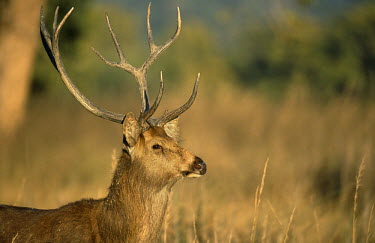 Barasingha/swamp deer stag portrait