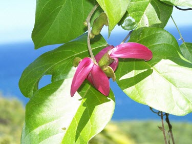 Molokai jack-bean flower Flower,Mature form,Plantae,Canavalia,North America,Critically Endangered,Photosynthetic,Tracheophyta,Fabales,molokaiensis,Magnoliopsida,Terrestrial,Leguminosae,Forest,IUCN Red List