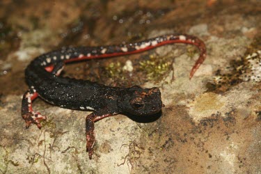 Northern spectacled salamander on a rock Adult,Ponds and lakes,Wetlands,Terrestrial,Forest,Temporary water,Salamandridae,Animalia,Caudata,Europe,IUCN Red List,Least Concern,Carnivorous,Aquatic,Sub-tropical,Chordata,Fresh water,Salamandrina,A
