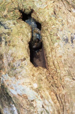 Climbing frog in hole in tree Adult,How does it live ?,Animalia,Carnivorous,Microhylidae,Africa,Anura,nigrigularis,Sub-tropical,Anodonthyla,Data Deficient,Terrestrial,Chordata,Tropical,Amphibia,IUCN Red List