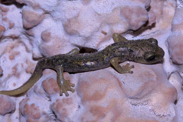 Supramonte cave salamander Adult,Endangered,Plethodontidae,Animalia,Carnivorous,Europe,supramontis,Amphibia,Terrestrial,Aquatic,Speleomantes,Caudata,Chordata,Temperate,IUCN Red List