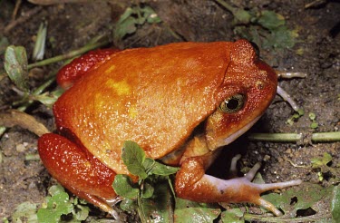 Tomato frog Adult,Chordates,Chordata,Microhylidae,Amphibians,Amphibia,Anura,Frogs and Toads,Vulnerable,Africa,Carnivorous,Ponds and lakes,Dyscophus,Animalia,Aquatic,antongilii,Terrestrial,Appendix I,Streams and r