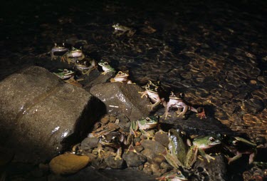 Boophis occidentalis in shallow pool at night Freshwater,Adult,Habitat,Aquatic,Anura,Boophis,Africa,Streams and rivers,Amphibia,Near Threatened,Chordata,Mantellidae,occidentalis,Animalia,Carnivorous,Tropical,Terrestrial,IUCN Red List
