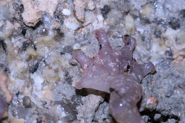 Close up of an Imperial cave salamander's hind foot Temperate,Amphibia,Animalia,Carnivorous,Near Threatened,Chordata,Plethodontidae,Caudata,imperialis,Speleomantes,Europe,Rock,Terrestrial,IUCN Red List