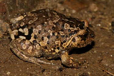 Betsileo digging frog, side view Franco Andreone Adult,Animalia,Chordata,Plethodontohyla,brevipes,Microhylidae,Sub-tropical,Terrestrial,Africa,Rainforest,Amphibia,Anura,Endangered,IUCN Red List