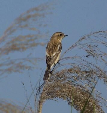 Common stonechat, rear view Adult,Aves,Birds,Old World Flycatchers,Muscicapidae,Perching Birds,Passeriformes,Chordates,Chordata,Europe,Wetlands,Animalia,Saxicola,Agricultural,Terrestrial,Scrub,Africa,Asia,Carnivorous,IUCN Red Li