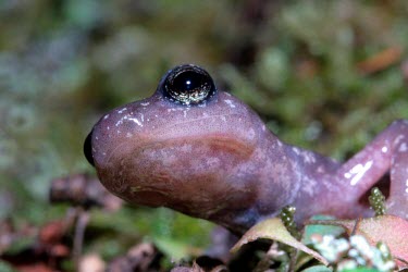 Imperial cave salamander close up Adult,Temperate,Amphibia,Animalia,Carnivorous,Near Threatened,Chordata,Plethodontidae,Caudata,imperialis,Speleomantes,Europe,Rock,Terrestrial,IUCN Red List