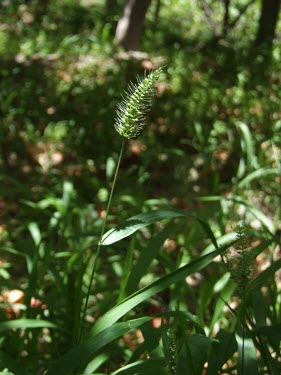 Green foxtail in flower Flower,Poales,Poaceae,Grasses,Magnoliophyta,Flowering Plants,Monocots,Liliopsida,Cyperales,Tracheophyta,Plantae,Setaria,Terrestrial,Asia,Not Evaluated,Photosynthetic,IUCN Red List,Europe
