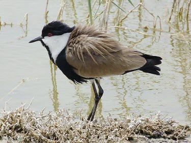 Spur-winged lapwing, feathers ruffled Adult,Chordates,Chordata,Aves,Birds,Ciconiiformes,Herons Ibises Storks and Vultures,Charadriidae,Lapwings, Plovers,Vanellus,Charadriiformes,Aquatic,Flying,Agricultural,Europe,Coastal,Asia,Wetlands,Lea