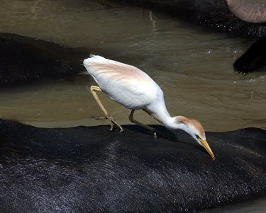 Cattle egret foraging Adult,Ciconiiformes,Herons Ibises Storks and Vultures,Aves,Birds,Chordates,Chordata,Herons, Bitterns,Ardeidae,Forest,Flying,North America,Pacific,ibis,Wetlands,Australia,Terrestrial,Asia,Agricultural,