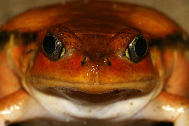 Close up of a tomato frog Adult,Microhylidae,Vulnerable,Africa,Carnivorous,Ponds and lakes,Amphibia,Dyscophus,Animalia,Aquatic,antongilii,Chordata,Terrestrial,Anura,Appendix I,Streams and rivers,IUCN Red List,Near Threatened