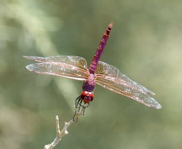 Violet dropwing Terrestrial,Wetlands,Arthropoda,Animalia,Carnivorous,Libellulidae,Least Concern,Temporary water,Asia,Africa,Ponds and lakes,Insecta,Europe,annulata,Aquatic,Flying,Forest,Streams and rivers,Trithemis,O