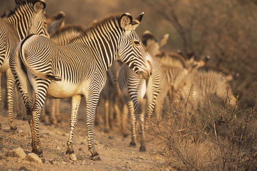 Grevy's zebras at dusk Perissodactyla,Odd-toed Ungulates,Chordates,Chordata,Mammalia,Mammals,Equidae,Horses, Donkeys, Zebras,Appendix I,grevyi,Savannah,Terrestrial,Animalia,Equus,Semi-desert,Herbivorous,Africa,Endangered,IU