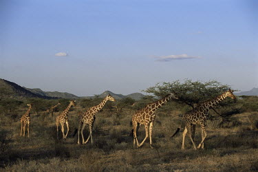 Reticulated giraffe family on the move