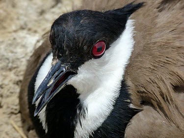 Spur-winged lapwing close-up Adult,Chordates,Chordata,Aves,Birds,Ciconiiformes,Herons Ibises Storks and Vultures,Charadriidae,Lapwings, Plovers,Vanellus,Charadriiformes,Aquatic,Flying,Agricultural,Europe,Coastal,Asia,Wetlands,Lea