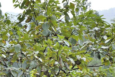 Sassafras randaiense tree top Mature form,Leaves,IUCN Red List,Plantae,Sassafras,Tracheophyta,Vulnerable,Photosynthetic,Forest,Terrestrial,Lauraceae,Magnoliopsida,Laurales,Asia