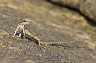 Female Broadleys flat lizard Adult,Adult Female,Terrestrial,Squamata,Cordylidae,Rock,Africa,Platysaurus,Reptilia,Animalia,Chordata,Omnivorous