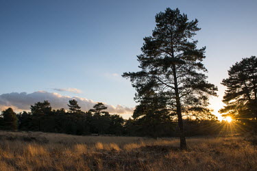 Scots pines and heathland at sunset Tracheophyta,Terrestrial,Pinaceae,Coniferales,Asia,Photosynthetic,Coniferopsida,Common,Europe,Plantae,sylvestris,Temperate,Pinus,IUCN Red List,Least Concern