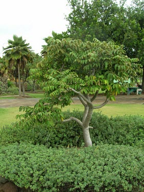 Munroidendron racemosum tree in garden Mature form,Tracheophyta,Terrestrial,Photosynthetic,Magnoliopsida,Plantae,Apiales,Araliaceae,Critically Endangered,racemosum,Forest,North America,Munroidendron,IUCN Red List